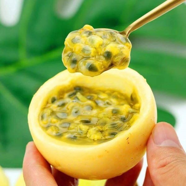 VƯỜN NHÀ NGOẠI