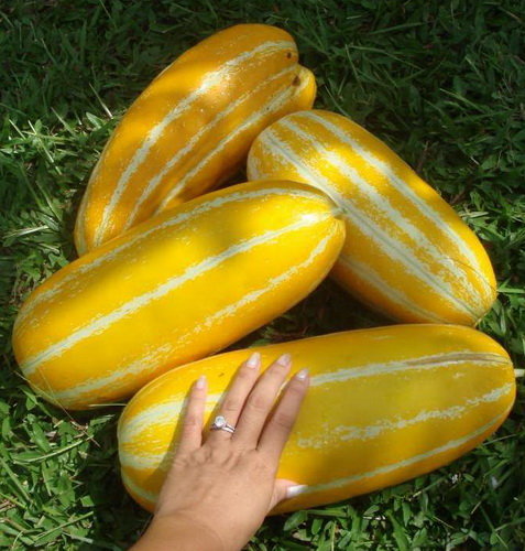 VƯỜN NHÀ NGOẠI