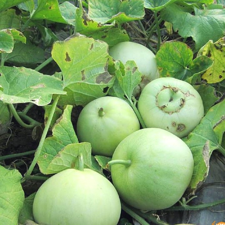 VƯỜN NHÀ NGOẠI