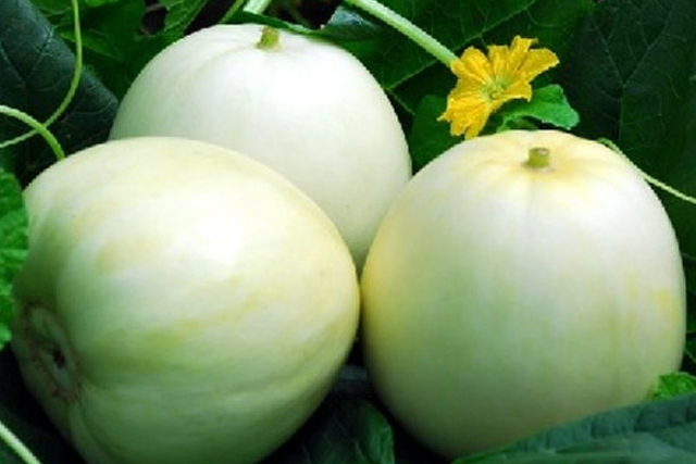 VƯỜN NHÀ NGOẠI