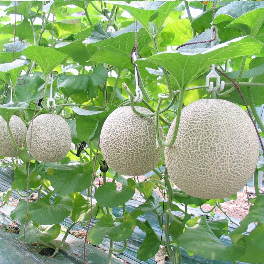 VƯỜN NHÀ NGOẠI