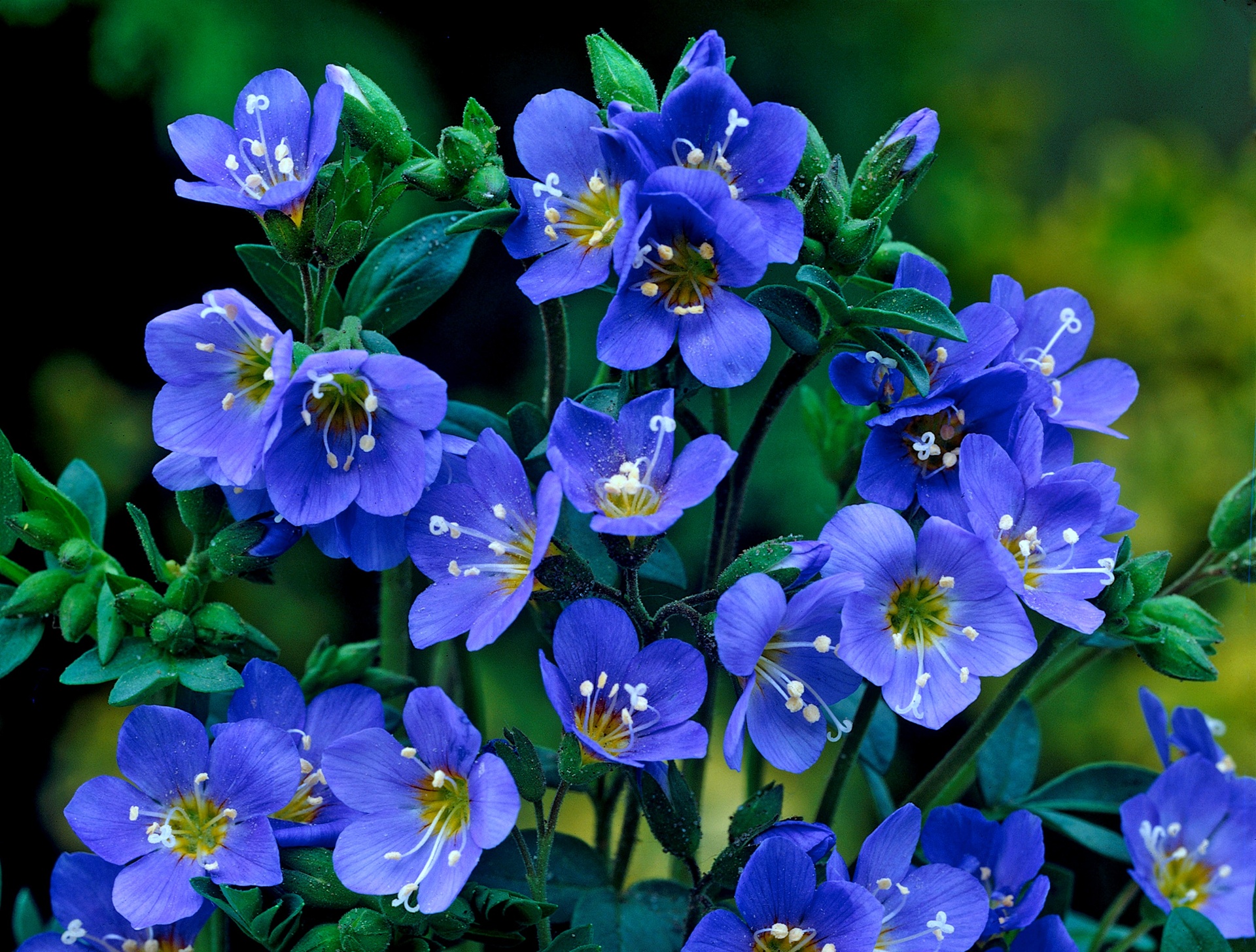 VƯỜN NHÀ NGOẠI