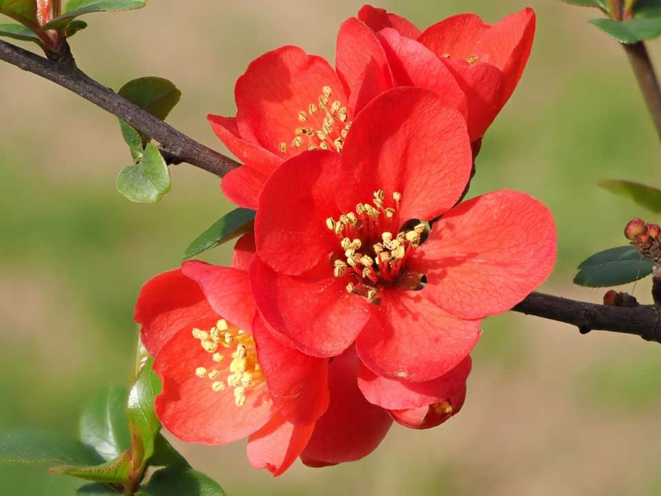 VƯỜN NHÀ NGOẠI