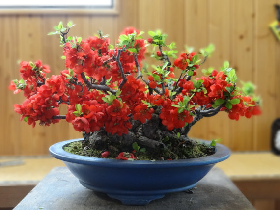 VƯỜN NHÀ NGOẠI