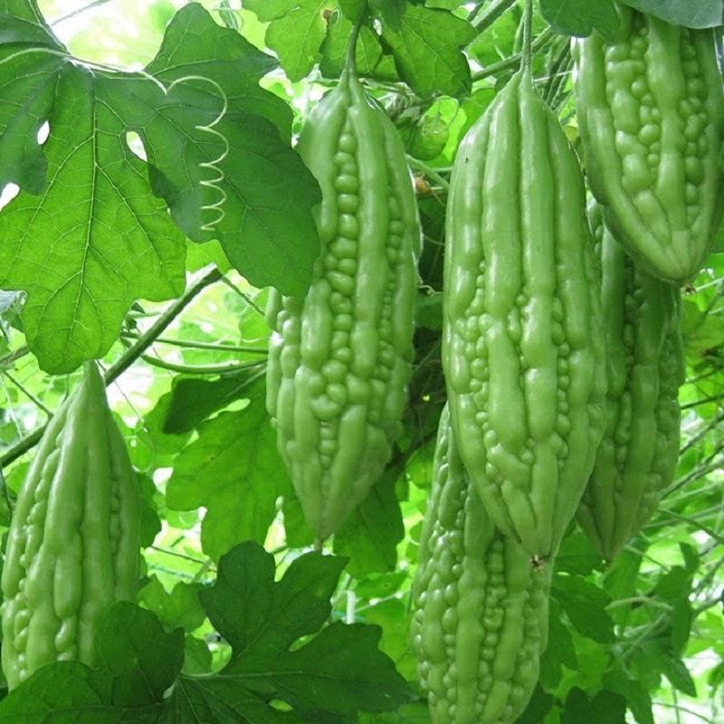 VƯỜN NHÀ NGOẠI