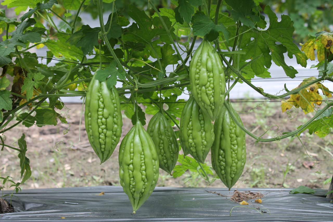 VƯỜN NHÀ NGOẠI