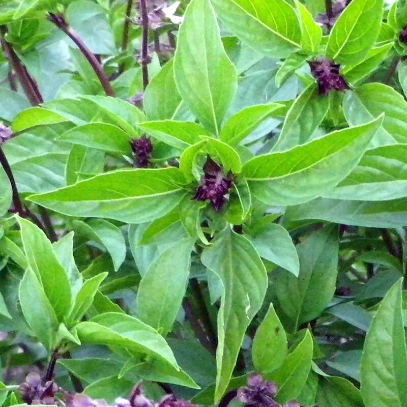 VƯỜN NHÀ NGOẠI