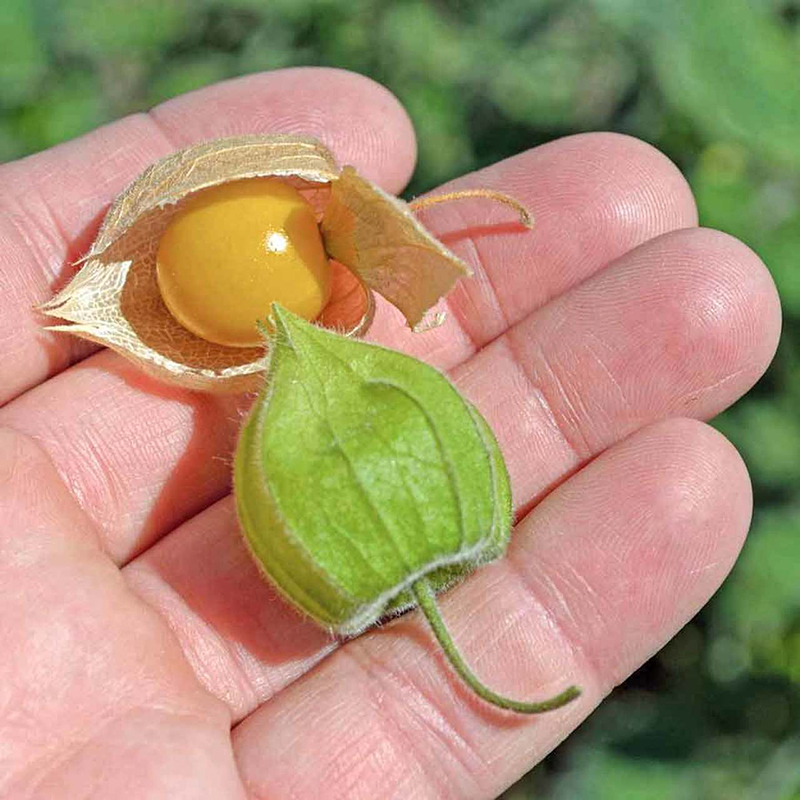 VƯỜN NHÀ NGOẠI