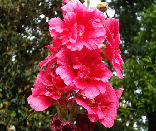 VƯỜN NHÀ NGOẠI